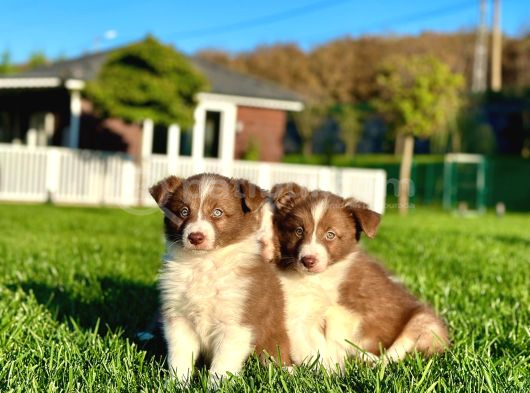 Border Collie Yavruları Istanbul görsel