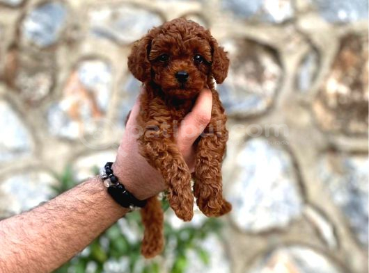 Orjinal Red Toy Poodle Dişi Erkek Teacup Boy Aşılı