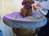 Irk Garantili Toy Poodle Yavru