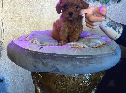 Irk Garantili Toy Poodle Yavru görsel