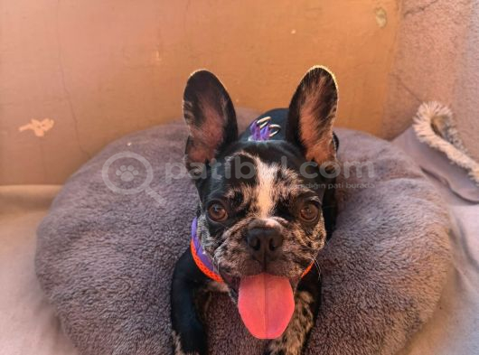 French Buldog Marle Yavrumuz