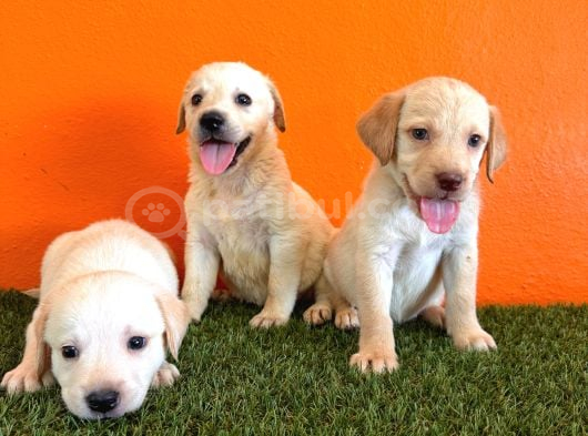 Çikolata, Siyah Ve Krem Safkan Labrador Retriever Yavrular görsel
