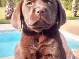 Kahve Labrador Retri̇ever Bebekler