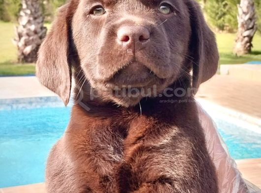 Kahve Labrador Retri̇ever Bebekler görsel