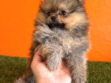 Irk Garantili Pomeranian Boo Yavru