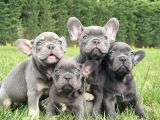 Blue French Bulldog Yavrulari