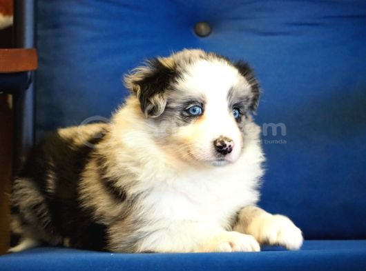 BLUE MERLE BORDER COLLİE BEBEKLERİMİZ
