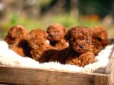 Orjinal Red Toy Poodle Dişi Erkek Teacup Boy Aşılı