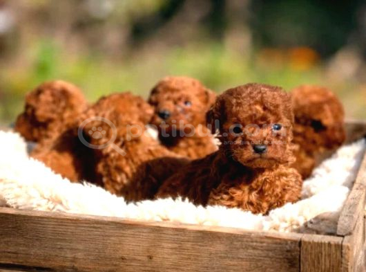 Orjinal Red Toy Poodle Dişi Erkek Teacup Boy Aşılı görsel