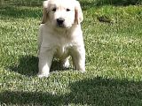Golden Retriever Yavruları Istanbul