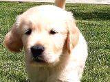 Golden Retriever Yavruları Istanbul