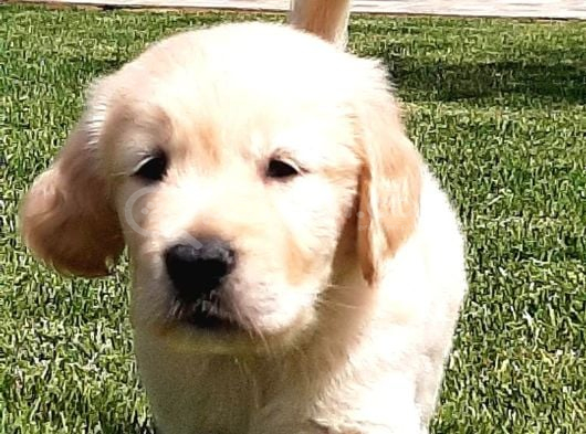 Golden Retriever Yavruları Istanbul