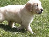 Golden Retriever Yavruları Istanbul