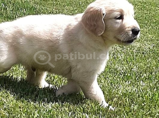 Golden Retriever Yavruları Istanbul görsel