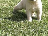 Golden Retriever Yavruları Istanbul