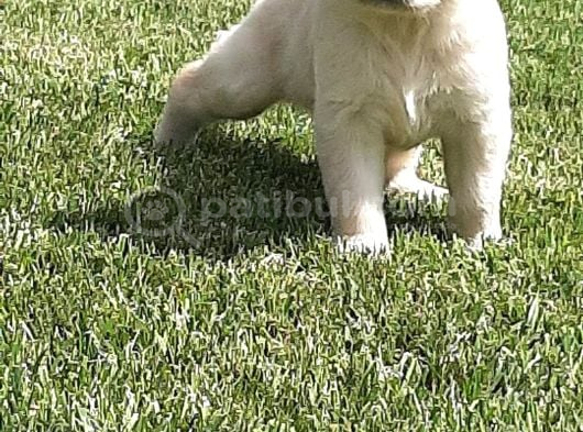 Golden Retriever Yavruları Istanbul görsel