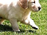 Golden Retriever Yavruları Istanbul