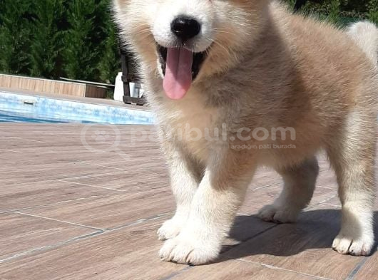 Haci̇ko Japon Aki̇ta Inu Yavrulari̇ İstanbul görsel