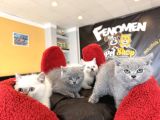 10 Yeni̇ British Shorthair Yavrular Ankara Mağazamizda Görün