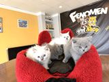 10 Yeni̇ British Shorthair Yavrular Ankara Mağazamizda Görün