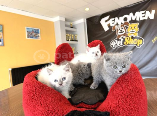 10 Yeni̇ British Shorthair Yavrular Ankara Mağazamizda Görün görsel