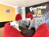 10 Yeni̇ British Shorthair Yavrular Ankara Mağazamizda Görün
