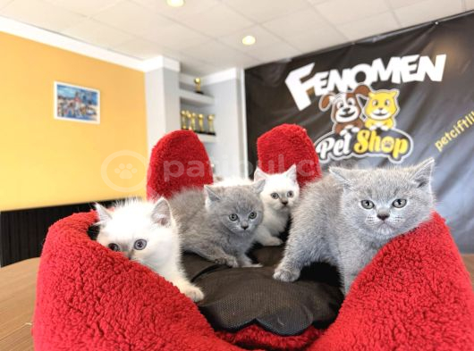 10 Yeni̇ British Shorthair Yavrular Ankara Mağazamizda Görün görsel