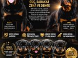Sağlam Karakter Güçlü Irk Sevgi̇ Dolu Yavrular