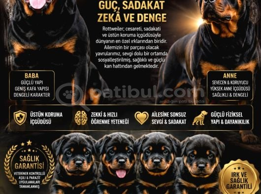 Sağlam Karakter Güçlü Irk Sevgi̇ Dolu Yavrular görsel