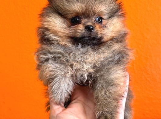 Irk Garantili Pomeranian Boo Yavru görsel