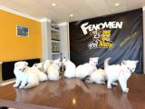 10 Yeni̇ British Shorthair Yavrular Ankara Mağazamizda Görün