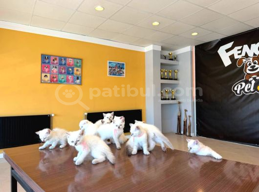 10 Yeni̇ British Shorthair Yavrular Ankara Mağazamizda Görün görsel