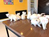 10 Yeni̇ British Shorthair Yavrular Ankara Mağazamizda Görün