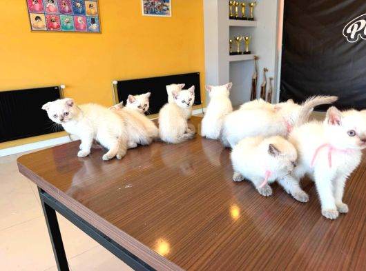 10 Yeni̇ British Shorthair Yavrular Ankara Mağazamizda Görün görsel