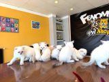 10 Yeni̇ British Shorthair Yavrular Ankara Mağazamizda Görün