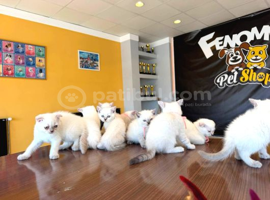 10 Yeni̇ British Shorthair Yavrular Ankara Mağazamizda Görün görsel