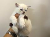 Lynx Point Dişi Güzeli