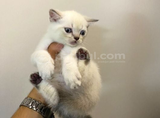 Lynx Point Dişi Güzeli