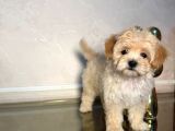Malti̇poo Ci̇nsi̇ Yavrular Ev Üreti̇mi̇