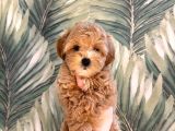 Malti̇poo Ci̇nsi̇ Yavrular Ev Üreti̇mi̇