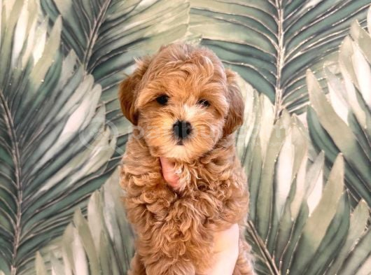 Malti̇poo Ci̇nsi̇ Yavrular Ev Üreti̇mi̇ görsel