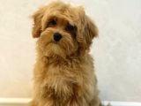 Toy Poodle Sevi̇mli̇ Yavrular Ev Üreti̇mi̇