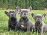 Blue French Bulldog Yavrulari