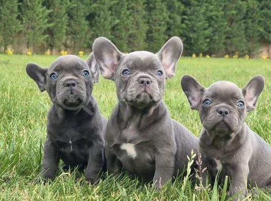 Blue French Bulldog Yavrulari görsel