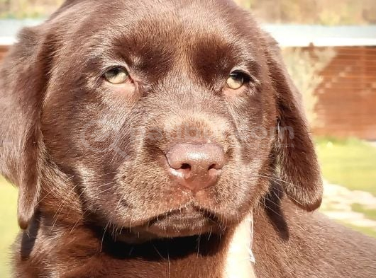 Kahve Labrador Retri̇ever Bebekler