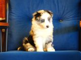 Blue Merle Border Colli̇e Bebekleri̇mi̇z