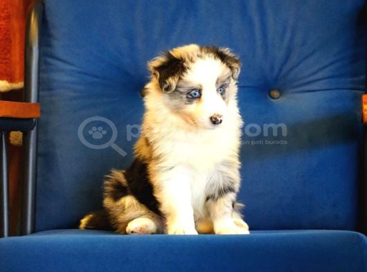 Blue Merle Border Colli̇e Bebekleri̇mi̇z görsel