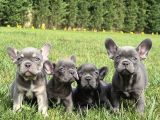 Blue French Bulldog Yavrulari