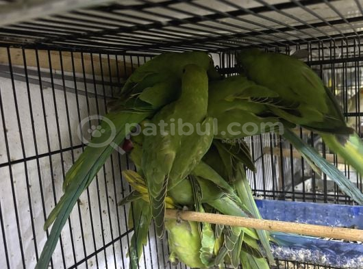 Yavru Pakistan Papağanları görsel
