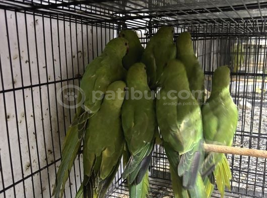 Yavru Pakistan Papağanları görsel